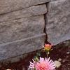 Dahlia 'Pink Princess', habit