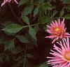 Dahlia 'Pink Princess', habit