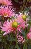 Dahlia 'Pink Princess', habit