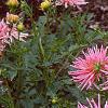 Dahlia 'Pink Princess', habit
