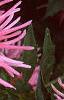 Dahlia 'Pink Princess', flowers