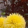 Dahlia 'Promise', habit