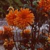 Dahlia 'Promise', habit