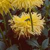 Dahlia 'Promise', habit