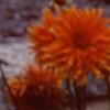 Dahlia 'Promise', flowers