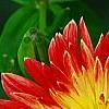 Dahlia 'Procyon', flowers