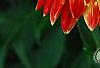 Dahlia 'Procyon', flowers