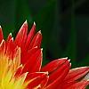 Dahlia 'Procyon', flowers