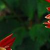 Dahlia 'Procyon', flowers