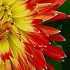 Dahlia 'Procyon', flowers
