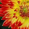 Dahlia 'Procyon', flowers