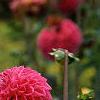 Dahlia 'Red Balloon', flowers