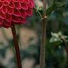 Dahlia 'Red Balloon', flowers