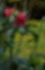 Dahlia 'Red Balloon', flowers