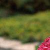 Dahlia 'Red Balloon', flowers