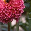 Dahlia 'Red Balloon', flowers