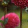 Dahlia 'Red Balloon', flowers