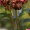 Dahlia 'Red Balloon', flowers