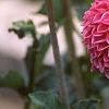 Dahlia 'Red Balloon', flowers