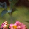 Dahlia 'Red Balloon', flowers