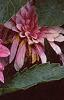 Dahlia 'Gallery Rembrandt', flowers