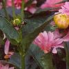 Dahlia 'Gallery Rembrandt', flowers