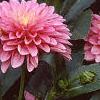 Dahlia 'Gallery Rembrandt', flowers