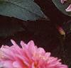 Dahlia 'Gallery Rembrandt', flowers