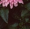 Dahlia 'Gallery Rembrandt', flowers