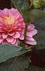 Dahlia 'Gallery Rembrandt', flowers