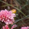Dahlia 'Gallery Rembrandt', flowers