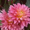 Dahlia 'Gallery Rembrandt', flowers