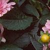 Dahlia 'Gallery Rembrandt', flowers