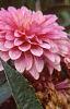 Dahlia 'Gallery Rembrandt', flowers