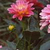 Dahlia 'Gallery Rembrandt', flowers