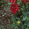 Dahlia 'Red Pygmy', habit