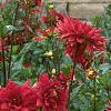 Dahlia 'Red Pygmy', habit