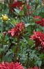 Dahlia 'Red Pygmy', habit