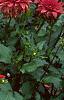 Dahlia 'Red Pygmy', habit