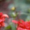 Dahlia 'Red Pygmy', flowers
