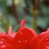 Dahlia 'Red Pygmy', flowers