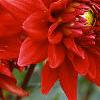 Dahlia 'Red Pygmy', flowers
