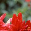 Dahlia 'Red Pygmy', flowers