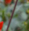 Dahlia 'Red Pygmy', flowers