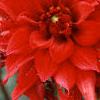 Dahlia 'Red Pygmy', flowers