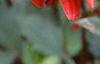 Dahlia 'Red Pygmy', flowers