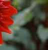 Dahlia 'Red Pygmy', flowers