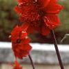 Dahlia 'Rock and Roll', habit