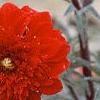 Dahlia 'Rock and Roll', flowers