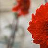 Dahlia 'Rock and Roll', flowers